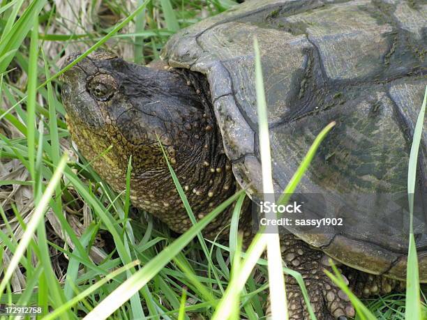 Turtle Large Snapping Reptile Stock Photo - Download Image Now - Alertness, Animal, Animal Back