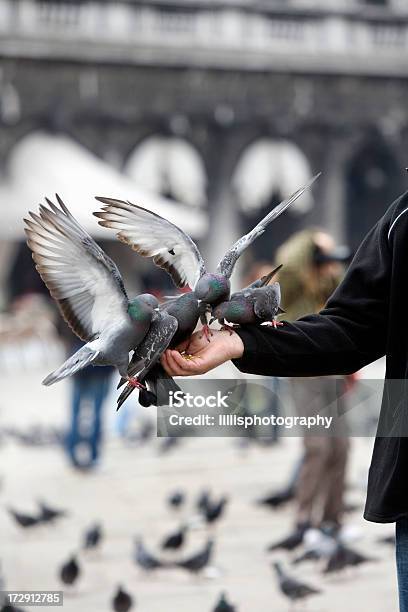 Photo libre de droit de Nourrir Les Pigeons La Place Saintmarc À Venise banque d'images et plus d'images libres de droit de Aile d'animal - Aile d'animal, Avoir faim, Cool