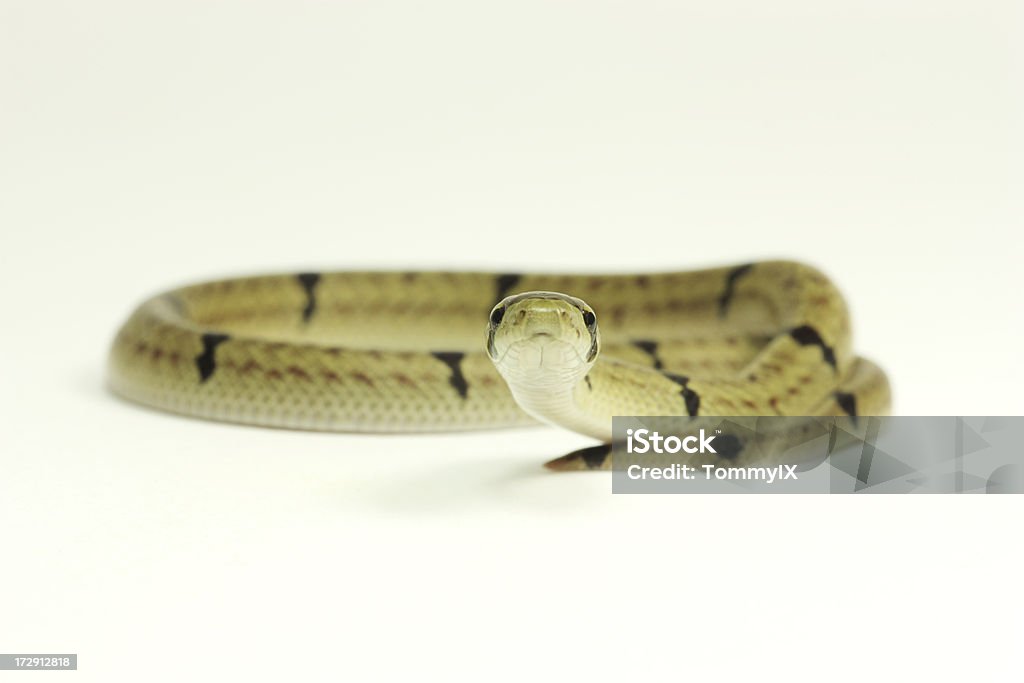 Banded Kukri Snake looking Banded Kukri Snake (Oligodon fasciolatus)on white background Animal Stock Photo