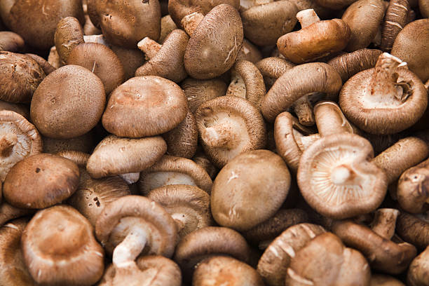 Organic Shiitake Mushrooms Subject: A display of fresh organic Shittake mushrooms. shiitake mushroom photos stock pictures, royalty-free photos & images