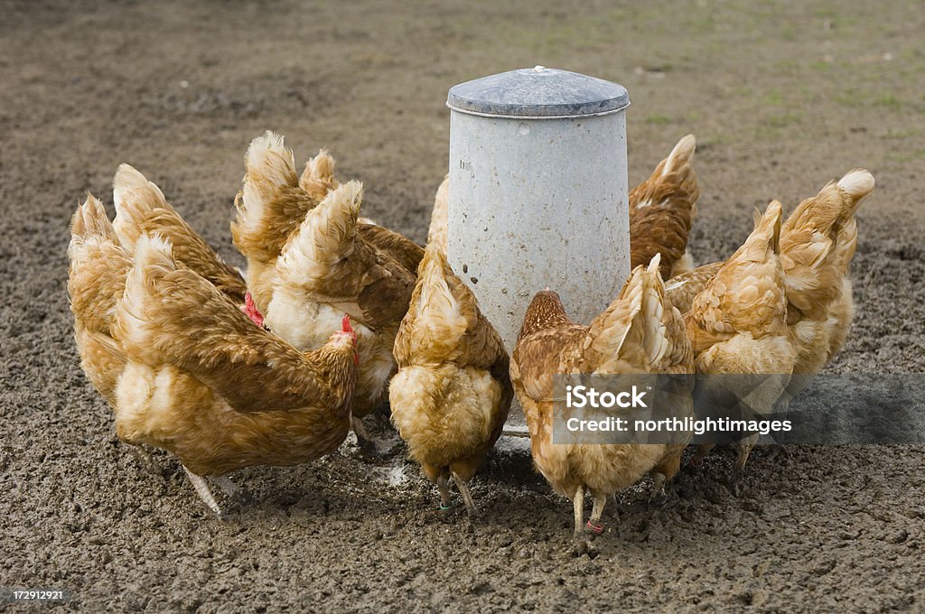 Freilaufende Hühner füttert - Lizenzfrei Agrarbetrieb Stock-Foto