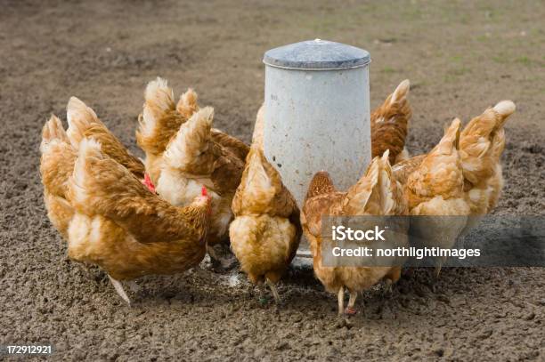 Freilaufende Hühner Füttert Stockfoto und mehr Bilder von Agrarbetrieb - Agrarbetrieb, Bewegung, Braun