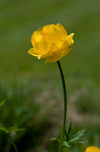 Buttercup stock photo