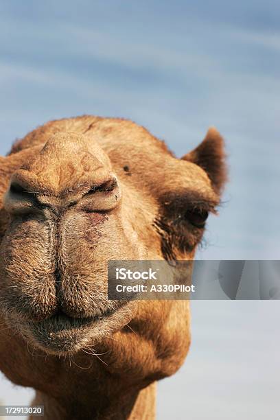 Photo libre de droit de Bateau Du Désert banque d'images et plus d'images libres de droit de Arabie - Arabie, Asie de l'Ouest, Bouche des animaux