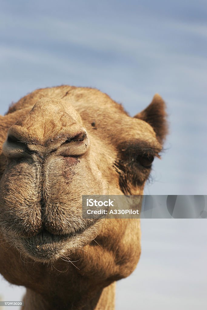Ship Of The Desert Stock Photo - Download Image Now - Animal, Animal Mouth,  Animal Nose - iStock