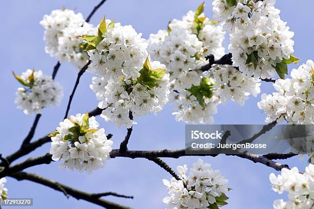 Weiße Blossom Stockfoto und mehr Bilder von Baum - Baum, Baumblüte, Blume