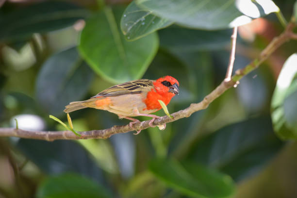 istock view of the cardinal bird in mauritius 1729132795