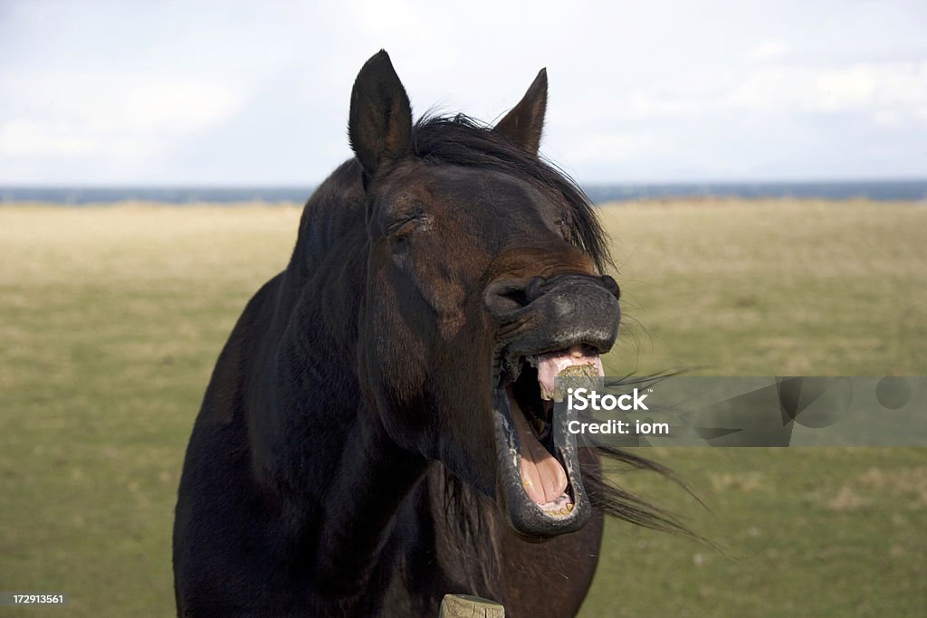 massive laughter i told this horse just iA'm running faster to see this ugly teeth Animal Stock Photo