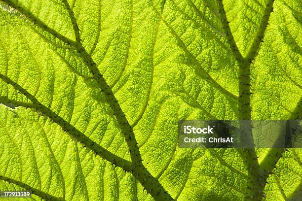 Gunnera Stockfoto und mehr Bilder von Abstrakt - Abstrakt, Bildhintergrund, Blatt - Pflanzenbestandteile