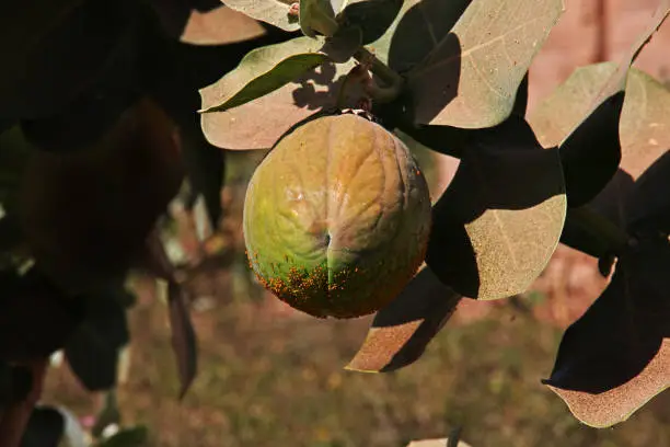 Photo of The garden in the small village on Nile river, Khartoum, Sudan