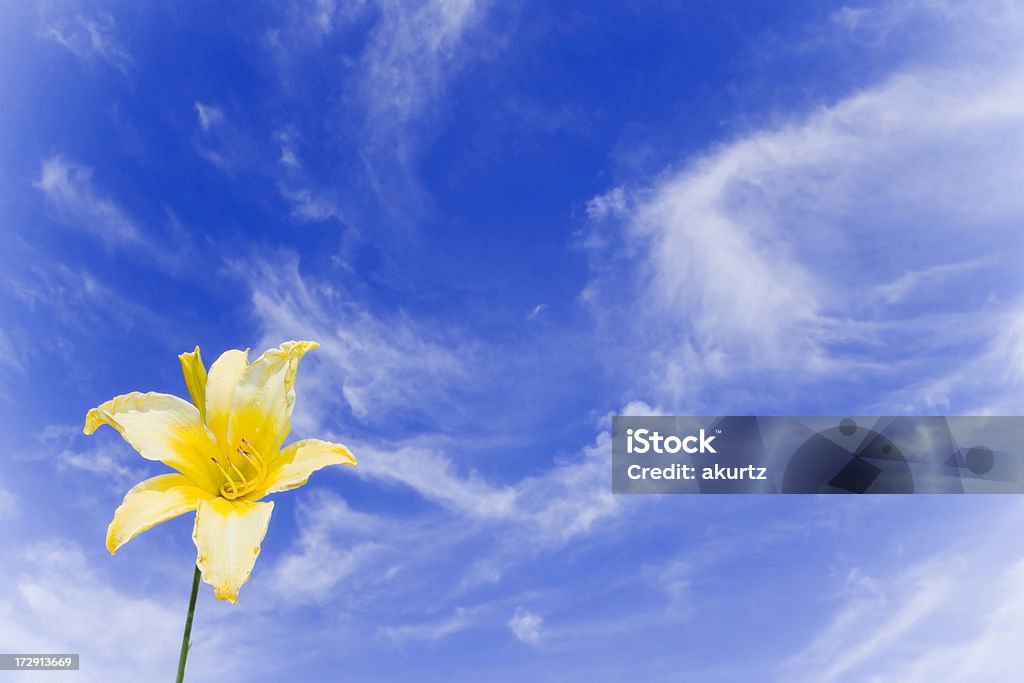 Lirio amarillo brillante y viento en la brisa - Foto de stock de Aire libre libre de derechos