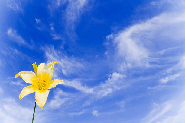 Bright yellow Lily blowing in the breeze
