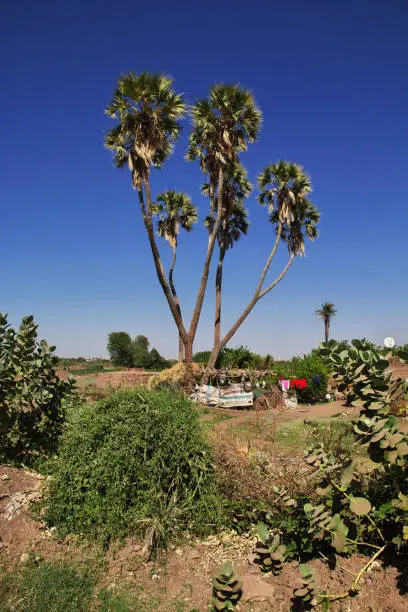 Photo of The garden in the small village on Nile river, Khartoum, Sudan