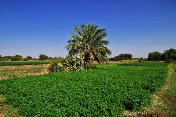 Photo of The garden in the small village on Nile river, Khartoum, Sudan