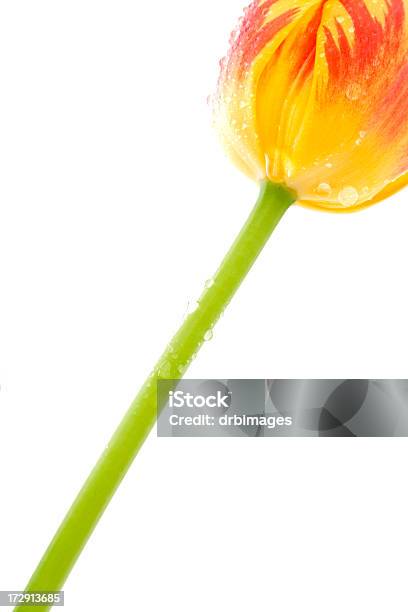 Tulpe Stockfoto und mehr Bilder von Ausgebleicht - Ausgebleicht, Blume, Blüte