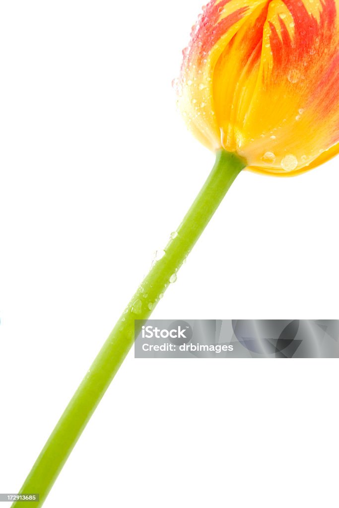 Tulipa - Foto de stock de Amarelo royalty-free