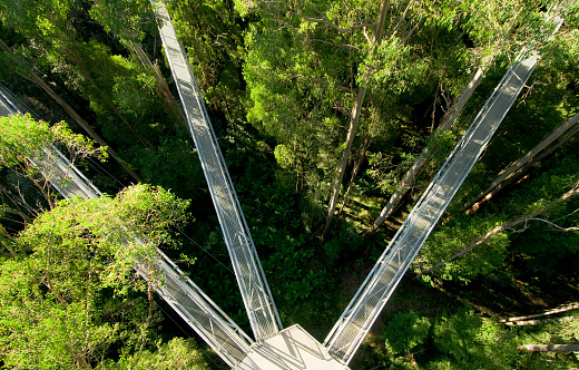 High up in the canopy of Australian Eucalyptus trees.