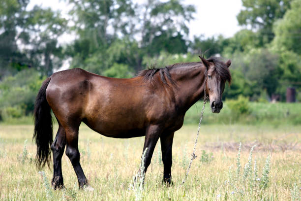 istock Horse 172913940