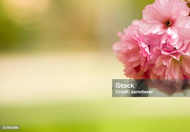 Японская Вишня В Цвету — стоковые фотографии и другие картинки Апрель - Апрель, Без людей, Ботаника