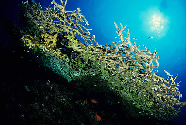 submarino de fantasia - deep sea staghorn coral school of fish - fotografias e filmes do acervo