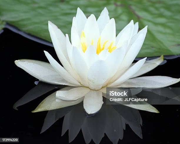 Water Seerose Stockfoto und mehr Bilder von Auf dem Wasser treiben - Auf dem Wasser treiben, Blume, Blüte