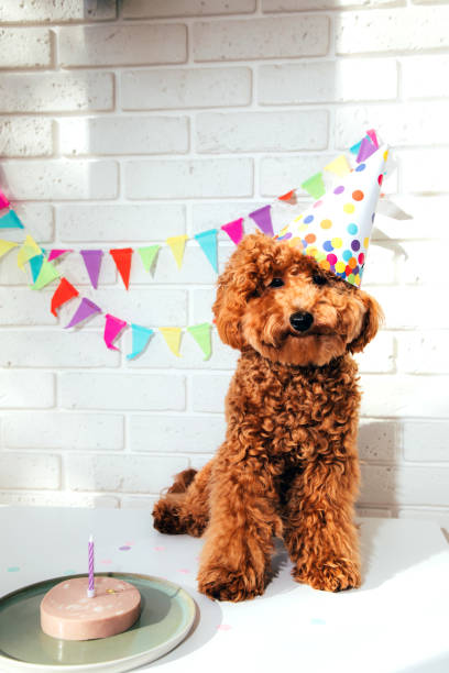 istock A small red poodle in a festive cap on a white background celebrates a birthday 1729144653