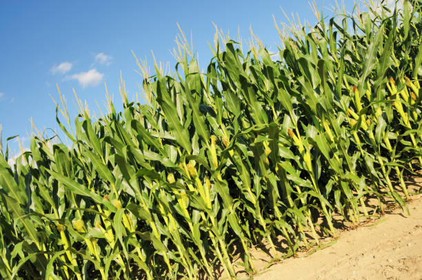 istock Angled View of an Indiana Cornfield in July 172914567