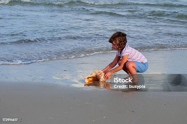 Tritão De Trompete Series - Fotografias de stock e mais imagens de Praia - Praia, Búzio - Concha do mar, Concha - Parte do corpo animal