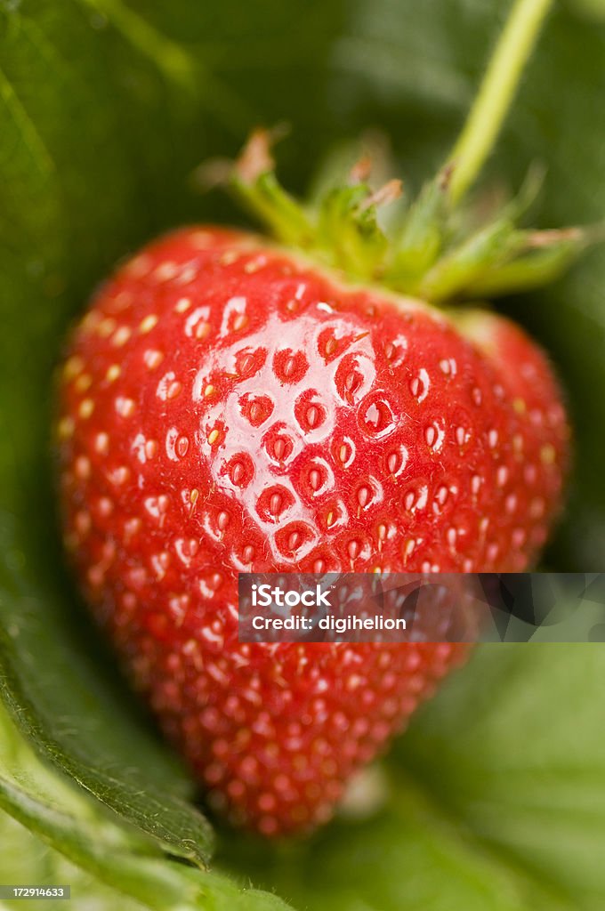 Crecimiento de fresa - Foto de stock de Alimento libre de derechos