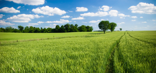 a beautiful field of green soybeans and a dirt road separating it from a wheat field