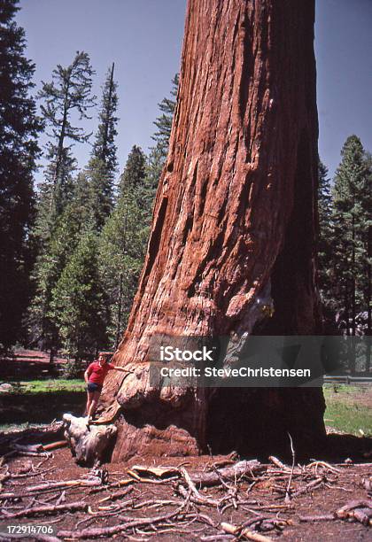 Man Vstree Stock Photo - Download Image Now - Adult, California, Forest