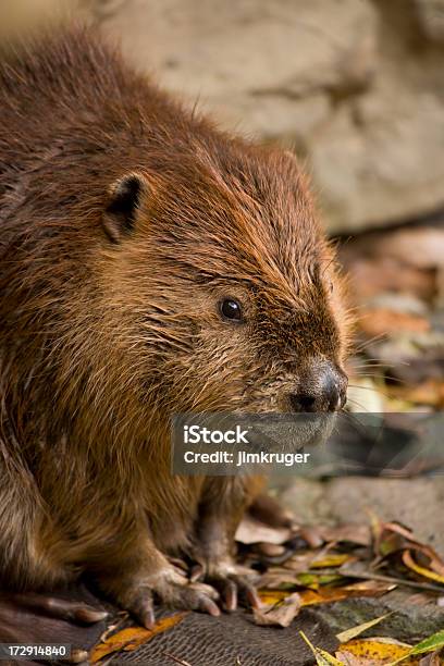 Castoro E Chiudi - Fotografie stock e altre immagini di Castoro - Castoro, Animale, Animale selvatico