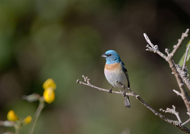 istock Lazuli Bunting - Male 172914842