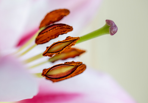 Lily blossom close-up