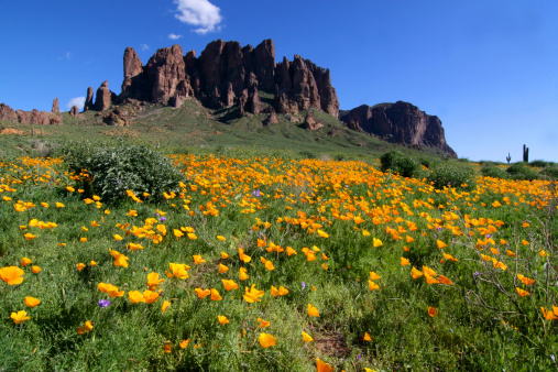 Mexican poppies carpeting the foothills of the Superstition Mountains.
