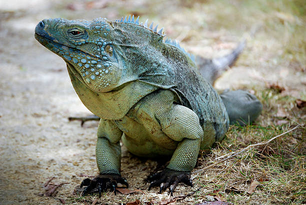 close-up of a green iguana (iguana iguana) also known as the American iguana