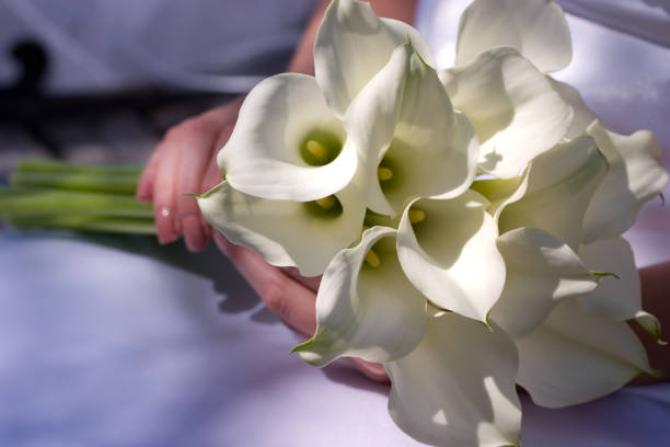 istock Bridal Bouquet Close Up White Lily Flowers Held by Bride 172915097
