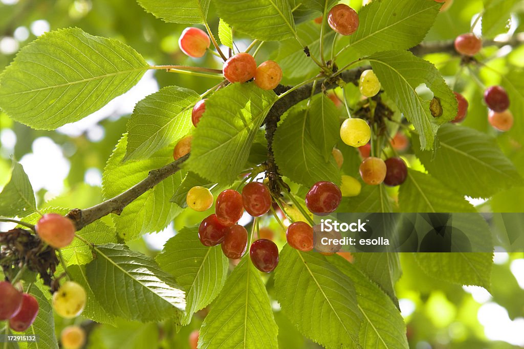 Cerezo tree - Foto de stock de Alimento libre de derechos