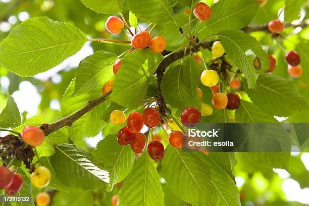 Cerezo Tree Foto de stock y más banco de imágenes de Alimento - Alimento, Cereza, Cerezo