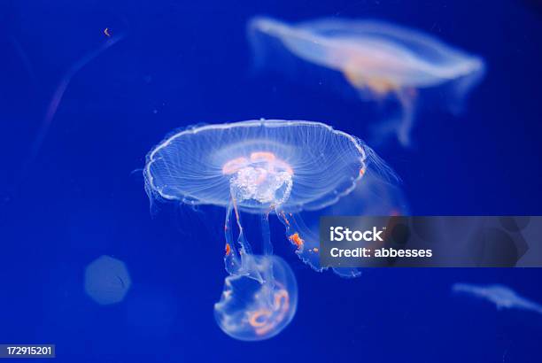 Медуза — стоковые фотографии и другие картинки Без людей - Без людей, Вода, Горизонтальный