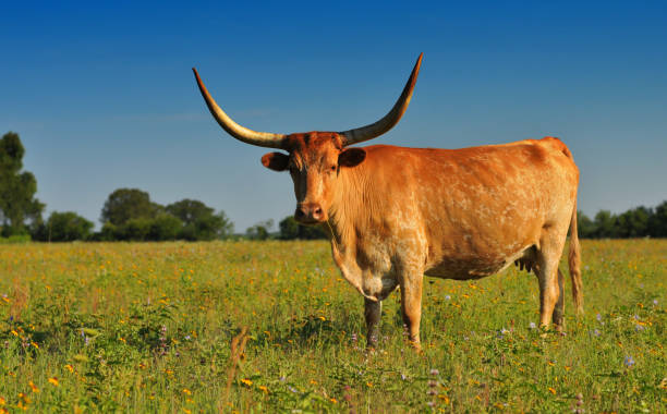 horns (longhorn kuh im wunderschönen feld von wildblumen. - texas longhorn cattle stock-fotos und bilder