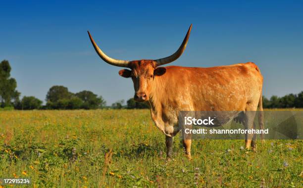 Bocinas Longhorn Vaca En El Hermoso Campo De Flores Silvestres Foto de stock y más banco de imágenes de Texas