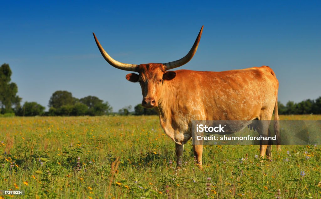 Chifres (longhorn vaca em belo campo de flores silvestres - Foto de stock de Texas royalty-free