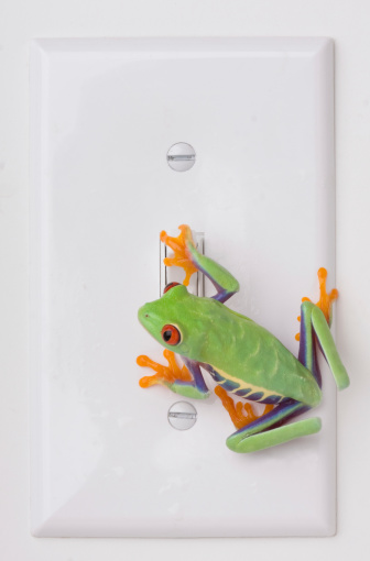 A red-eyed tree frog sitting on a electrical switch flipping off the light.