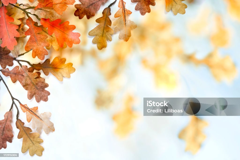 Autumn Leaves  (XXL) Artificial oak leaves against a de-focused oak leaf background.HorizontalYou might also like: Oak Leaf Stock Photo