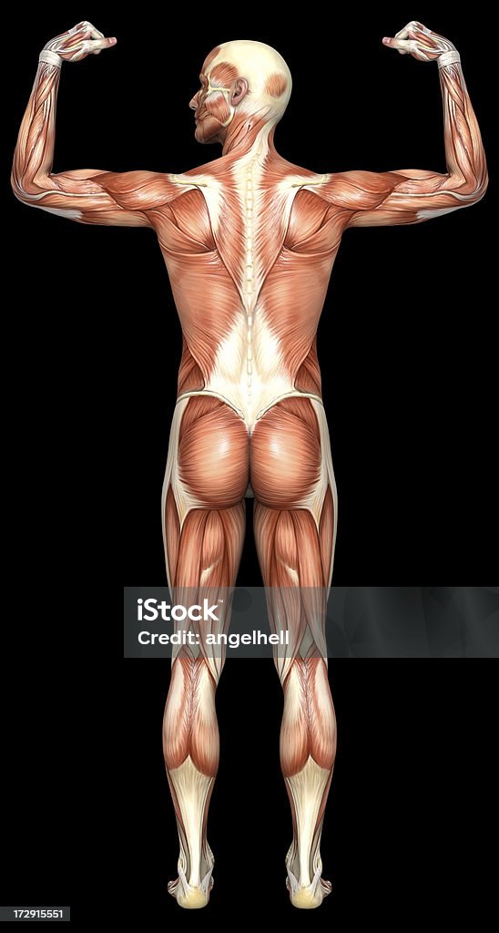 Corpo umano di un uomo con i muscoli - Foto stock royalty-free di Adulto