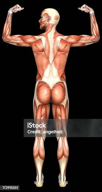 Corpo Umano Di Un Uomo Con I Muscoli - Fotografie stock e altre immagini di Adulto - Adulto, Anatomia umana, Arto - Parte del corpo