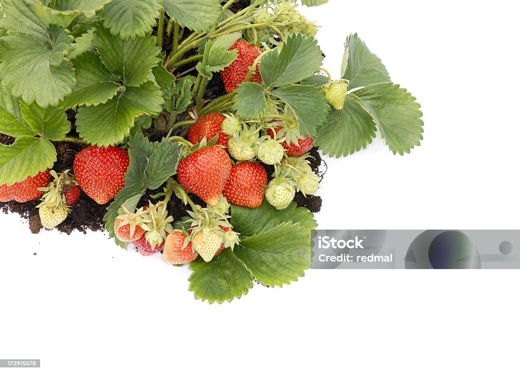 srawberry letto - Foto stock royalty-free di Fragola