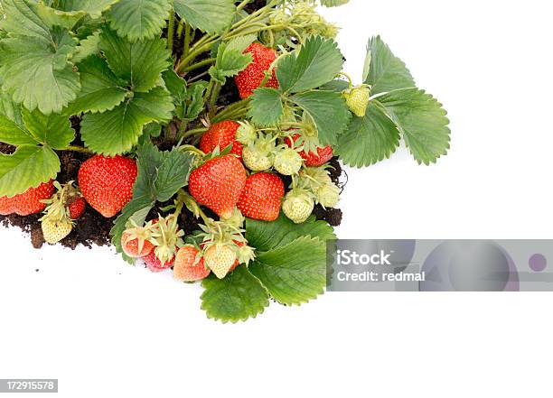 Srawberry Letto - Fotografie stock e altre immagini di Fragola - Fragola, Sfondo bianco, Terreno