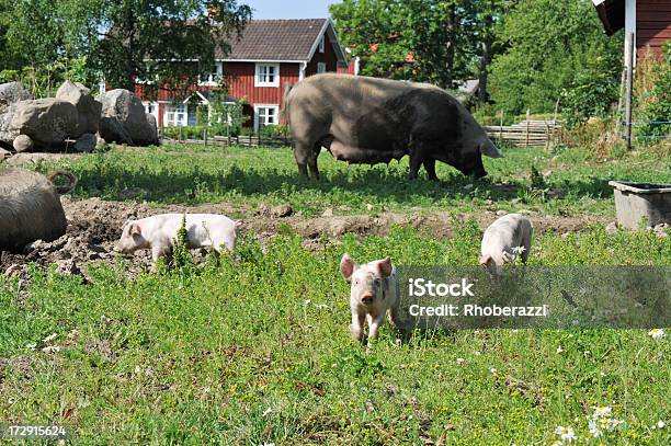 Świnie - zdjęcia stockowe i więcej obrazów Szwecja - Szwecja, Świnia, Bez ludzi